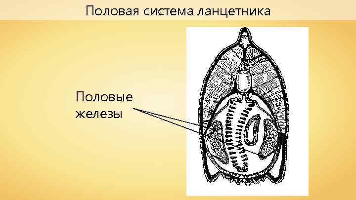 Половая система ланцетника Половые железы 