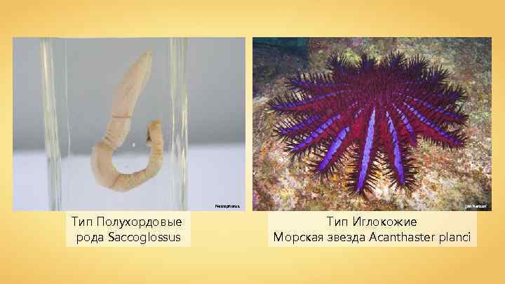 Necrophorus Тип Полухордовые рода Saccoglossus jon hanson Тип Иглокожие Морская звезда Acanthaster planci 