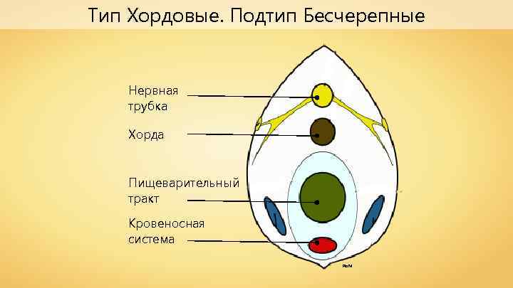 Тип Хордовые. Подтип Бесчерепные Нервная трубка Хорда Пищеварительный тракт Кровеносная система Pio. M 