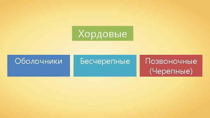 Хордовые Оболочники Бесчерепные Позвоночные (Черепные) 