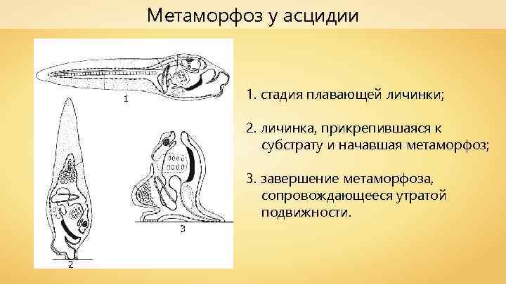 Метаморфоз у асцидии 1. стадия плавающей личинки; 2. личинка, прикрепившаяся к субстрату и начавшая