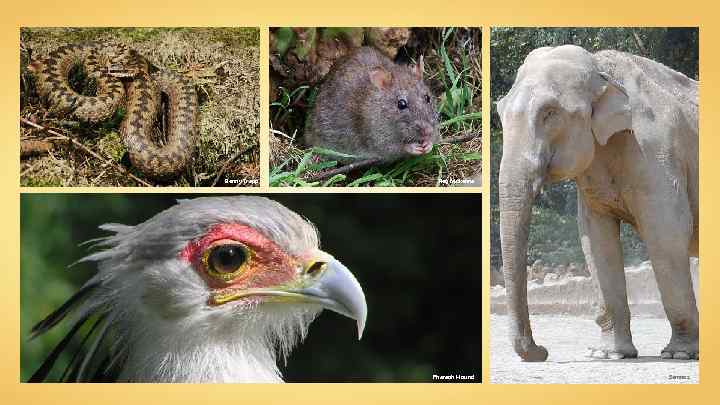 Benny Trapp Reg Mckenna Pharaoh Hound Semnoz 