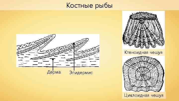 Костные рыбы Ктеноидная чешуя Дерма Эпидермис Циклоидная чешуя 