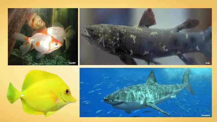 Raul 654 Jo. Jan Pterantula 