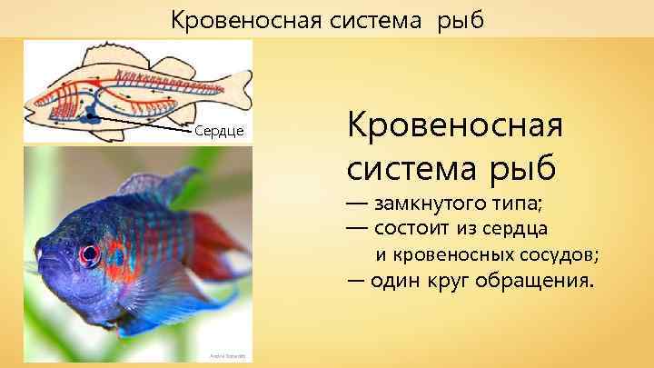 Кровеносная система рыб Сердце Кровеносная система рыб — замкнутого типа; — состоит из сердца