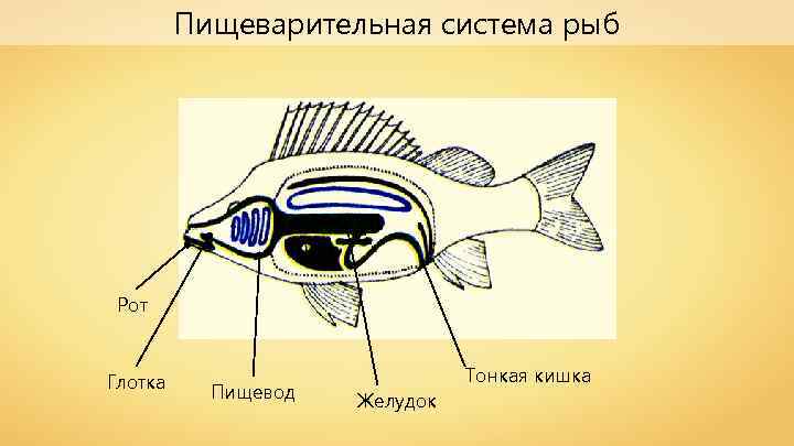 Пищеварительная система рыб Рот Глотка Пищевод Желудок Тонкая кишка 