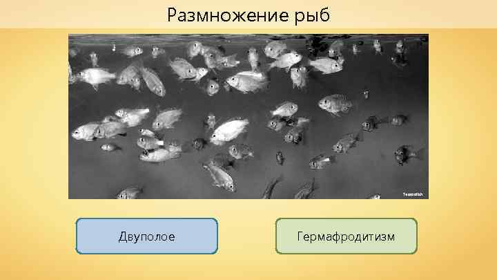 Размножение рыб Teacoolish Двуполое Гермафродитизм 