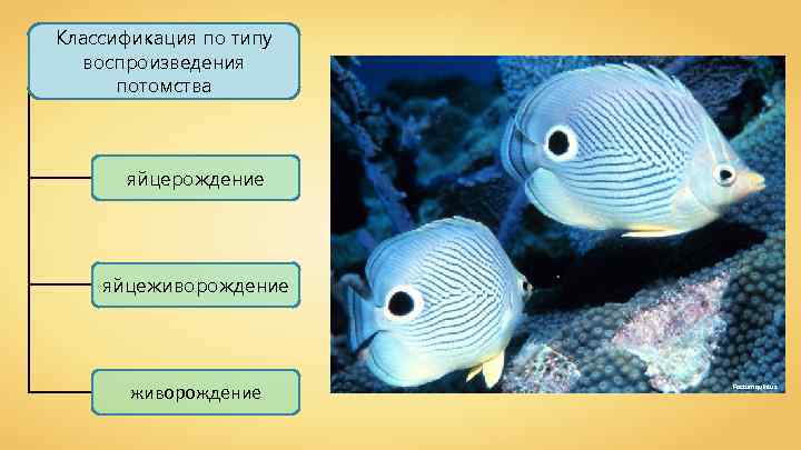 Классификация по типу воспроизведения потомства яйцерождение яйцеживорождение Factumquintus 