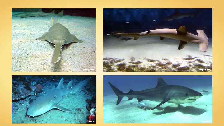 Flavio Ferrari Littlegreenman Dodo Albert kok 