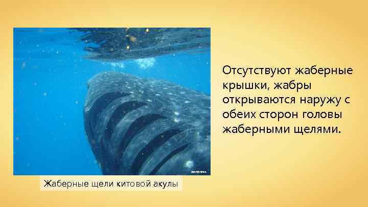 Отсутствуют жаберные крышки, жабры открываются наружу с обеих сторон головы жаберными щелями. Jaontiveros Жаберные