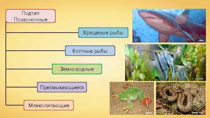 Подтип Позвоночные Хрящевые рыбы Rling Костные рыбы Земноводные Shizhao Пресмыкающиеся Млекопитающие ക കകര Benny