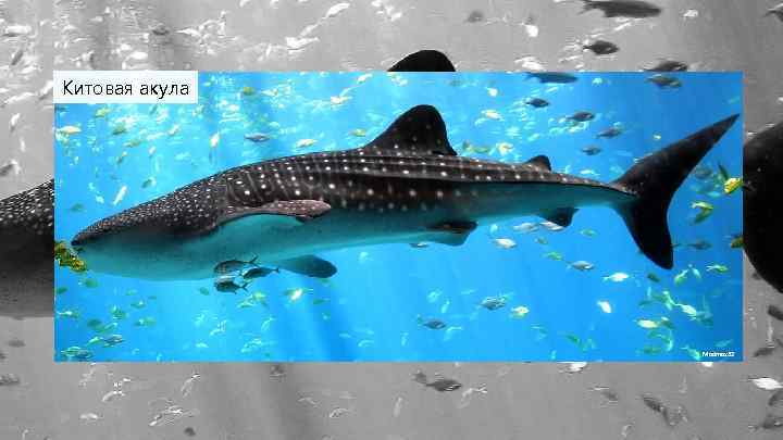 Китовая акула Madmax 32 