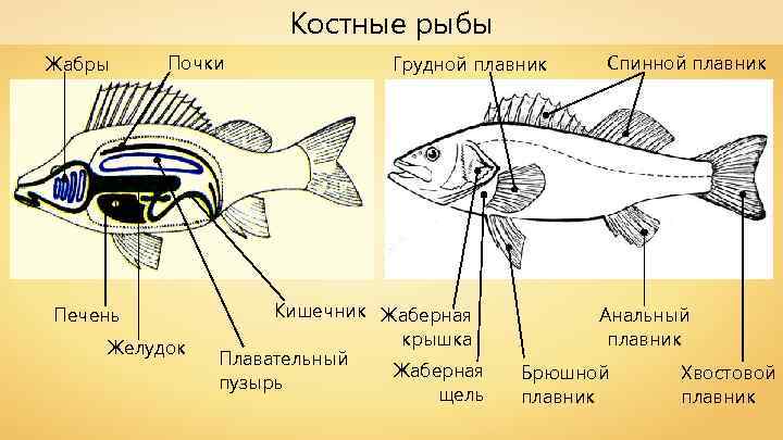 Костные рыбы Жабры Почки Печень Желудок Грудной плавник Кишечник Жаберная крышка Плавательный Жаберная пузырь