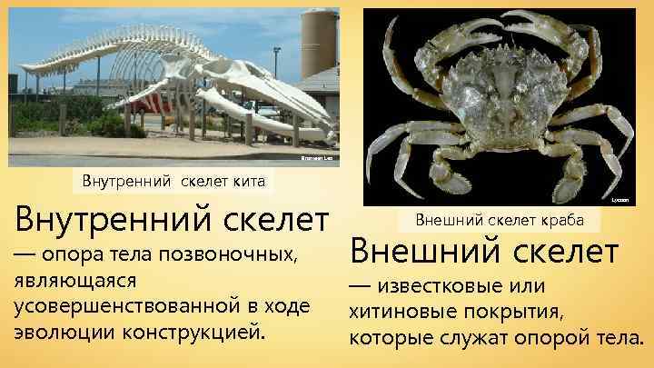 Bronwen Lea Внутренний скелет кита Внутренний скелет — опора тела позвоночных, являющаяся усовершенствованной в