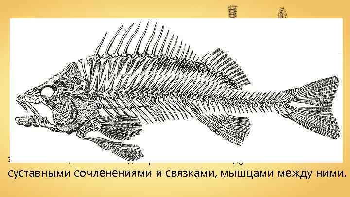 Позвоночник — несущая структура, состоящая из элементов (позвонков), скрепленных между собой суставными сочленениями и