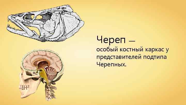 Череп — особый костный каркас у представителей подтипа Черепных. 