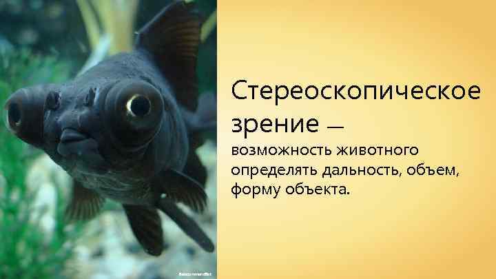 Стереоскопическое зрение — возможность животного определять дальность, объем, форму объекта. Betacommand. Bot 