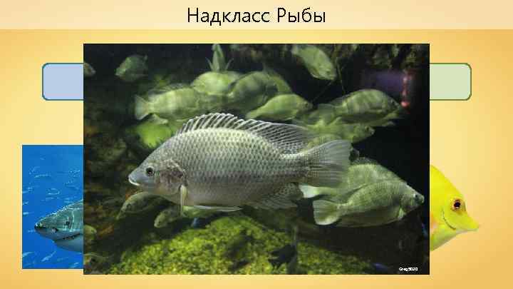 Надкласс Рыбы Хрящевые Костные Pterantula Greg 5030 