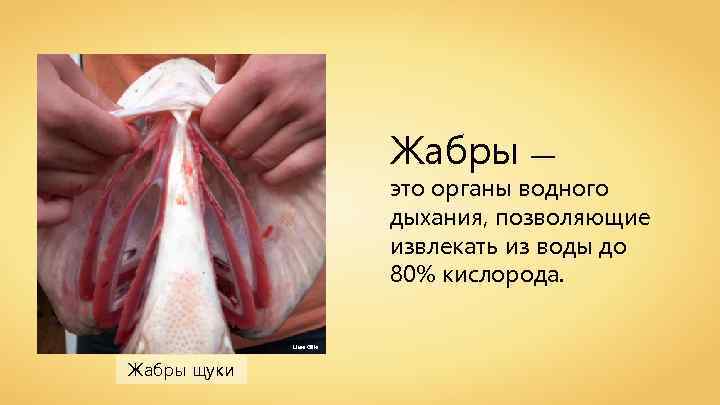 Жабры — это органы водного дыхания, позволяющие извлекать из воды до 80% кислорода. Uwe