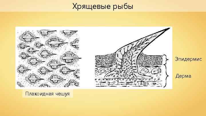 Хрящевые рыбы Эпидермис Дерма Плакоидная чешуя 