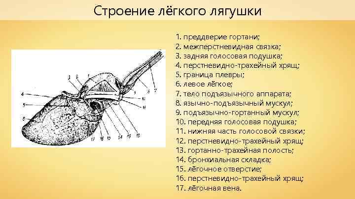 Строение лёгкого лягушки 1. преддверие гортани; 2. межперстневидная связка; 3. задняя голосовая подушка; 4.