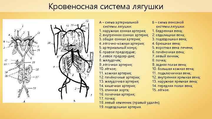 Схема кровеносной системы бесхвостой амфибии артериальная и венозная