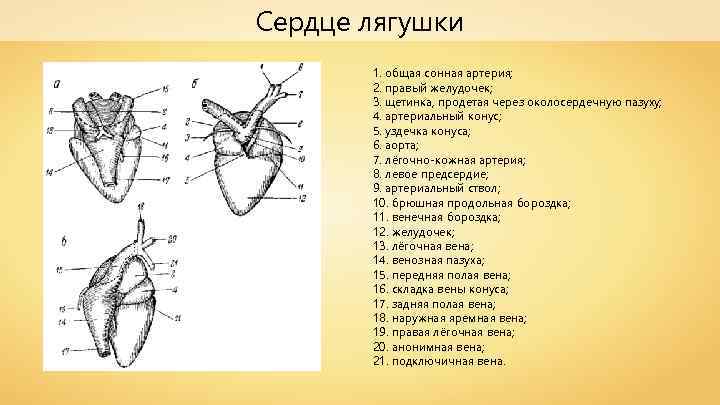 Сердце лягушки 1. общая сонная артерия; 2. правый желудочек; 3. щетинка, продетая через околосердечную