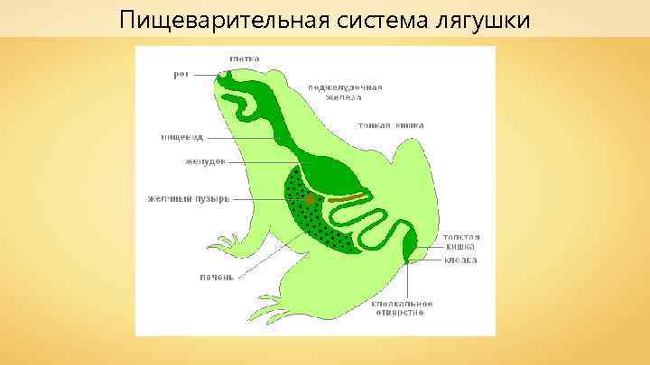 Пищеварительная система лягушки 