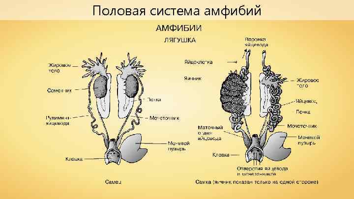 Половая система амфибий 