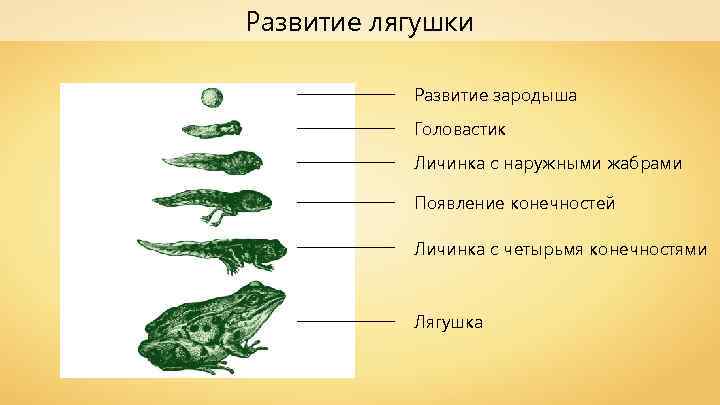 Развитие лягушки Развитие зародыша Головастик Личинка с наружными жабрами Появление конечностей Личинка с четырьмя
