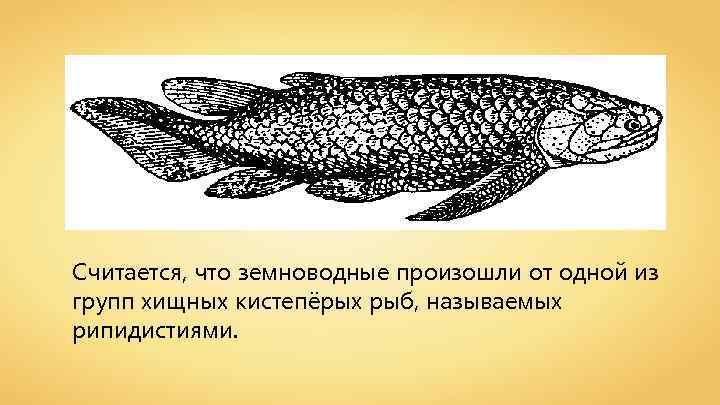 Считается, что земноводные произошли от одной из групп хищных кистепёрых рыб, называемых рипидистиями. 