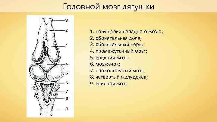 Головной мозг лягушки 1. полушария переднего мозга; 2. обонятельная доля; 3. обонятельный нерв; 4.