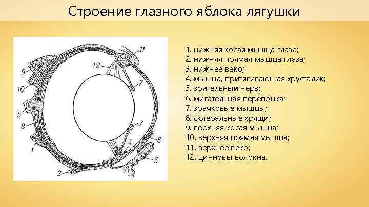 Строение глазного яблока лягушки 1. нижняя косая мышца глаза; 2. нижняя прямая мышца глаза;