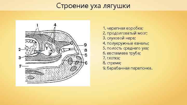 Строение уха лягушки 1. черепная коробка; 2. продолговатый мозг; 3. слуховой нерв; 4. полукружные