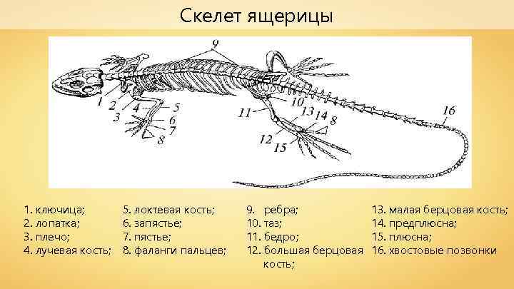 Скелет ящерицы 1. ключица; 2. лопатка; 3. плечо; 4. лучевая кость; 5. локтевая кость;