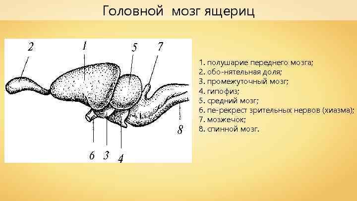 Головной мозг ящериц 1. полушарие переднего мозга; 2. обо нятельная доля; 3. промежуточный мозг;