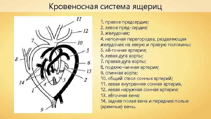 Кровеносная система ящериц 1. правое предсердие; 2. левое пред сердие; 3. желудочек; 4. неполная