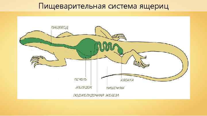 Пищеварительная система ящериц 