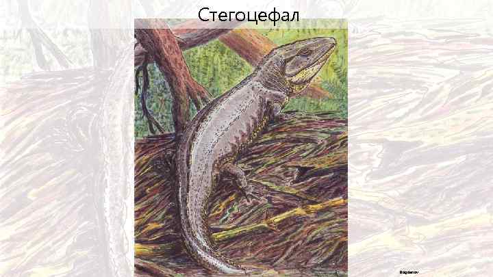 Стегоцефал Bogdanov 