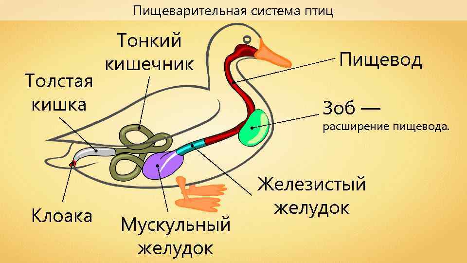 На схеме пищеварительной системы голубя мускульный желудок обозначен цифрой ответ