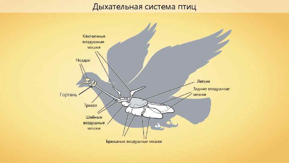 Дыхательная система птиц Гортань 