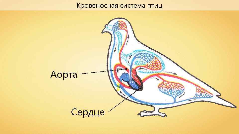 Кровеносная система птиц Аорта Сердце 