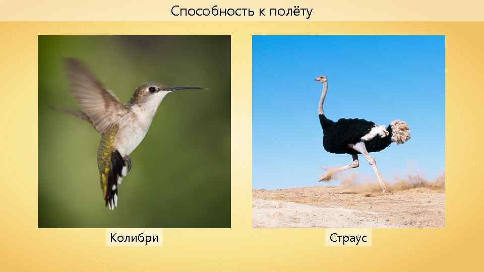 Способность к полёту Колибри Страус 