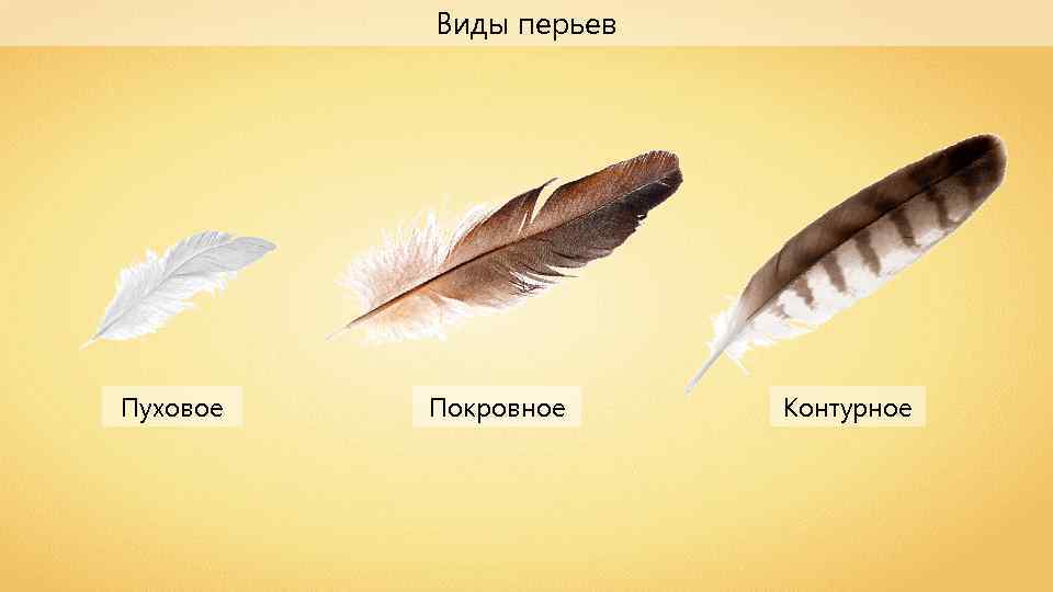 Сравнение контурного и пухового пера размеры. Пуховое перо птицы. Контурное перо. Контурное перо зарисовка. Контурное перо воробья.