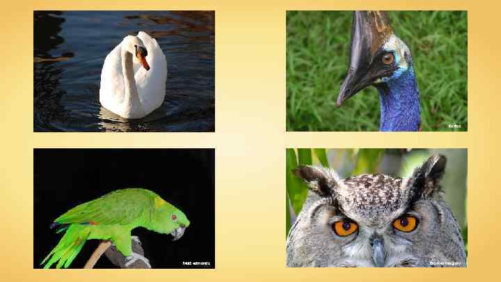 Kuribo Matt edmonds Brocken Inaglory 