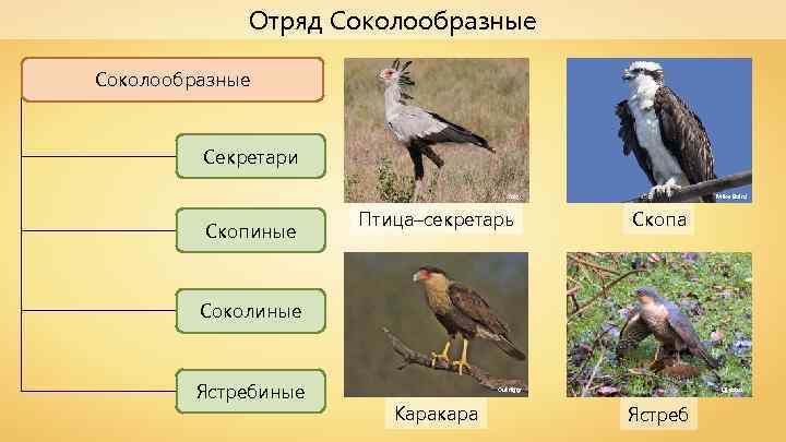 Отряд Соколообразные Секретари Yoky Скопиные Птица–секретарь Mike Baird Скопа Соколиные Ястребиные Outriggr Каракара Lijealso
