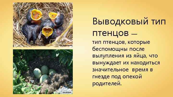 Выводковый тип птенцов — benjamint 444 Finn Rindahl тип птенцов, которые беспомощны после вылупления