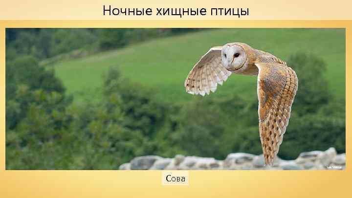 Ночные хищные птицы Luc Viatour Сова 