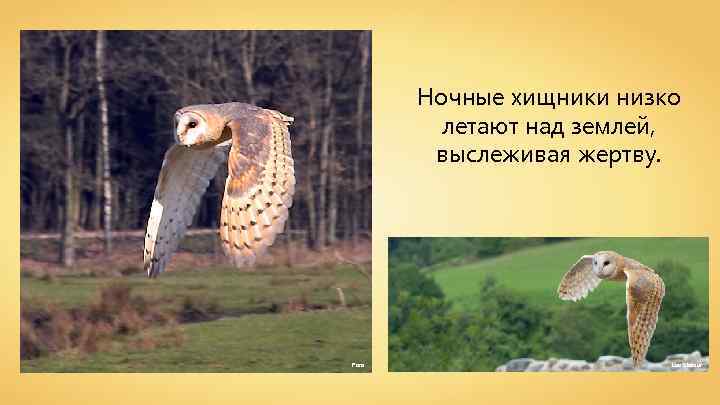 Ночные хищники низко летают над землей, выслеживая жертву. Para Luc Viatour 