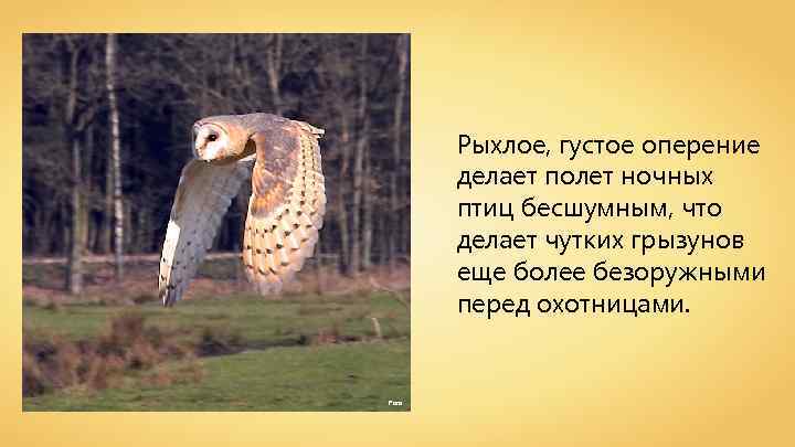 Рыхлое, густое оперение делает полет ночных птиц бесшумным, что делает чутких грызунов еще более